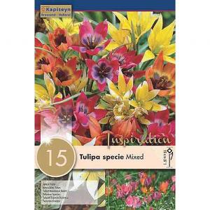 Tulipa specie Mixed (15 Bulbs)