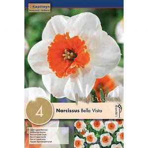Narcissus Large Cupped Bella Vista (4 Bulbs)