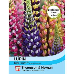 Thompson & Morgan Lupin Tutti Frutti