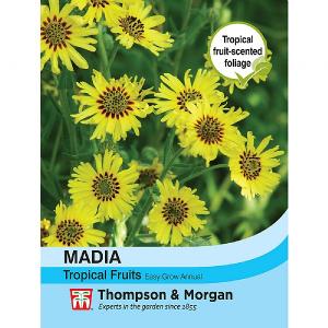 Thompson & Morgan Madia Elegans Tropical Fruits