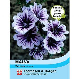 Thompson & Morgan Malva Sylvestris Zebrina 