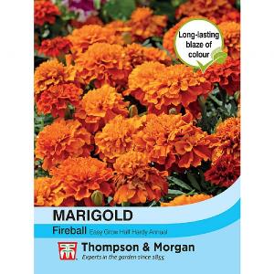 Thompson & Morgan Marigold Fireball