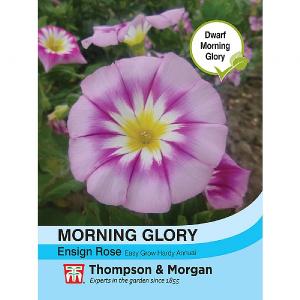 Thompson & Morgan Morning Glory Ensign Rose 