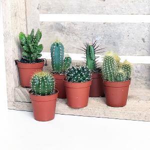 Cactus Starter Collection 5.5cm - Set of 6 Mixed Cacti