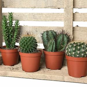Cactus Starter Collection 8.5cm - Set of 4 Mixed Cacti