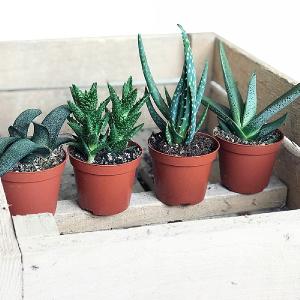 Aloe Starter Collection 9cm - Set of 4 Mixed Aloe
