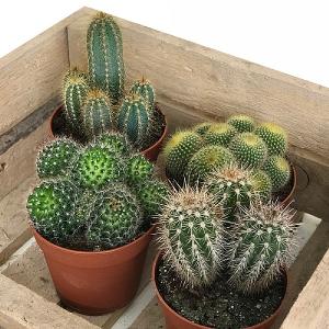 Cactus Starter Collection 12cm - Set of 4 Mixed Cacti
