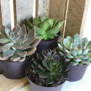 Echeveria Hybrid Starter Collection 12cm - Set of 4 Mixed Echeveria Hybrids