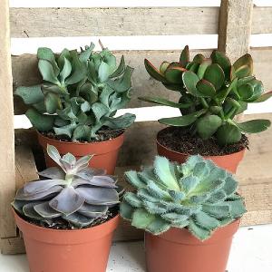 Succulent Starter Collection 12cm - Set of 4 Mixed Succulents