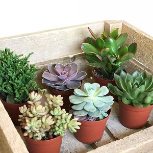 Succulent Starter Collection 8.5cm - Set of 6 Mixed Succulents