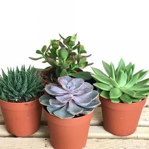 Succulent Starter Collection 10.5cm - Set of 4 Mixed Succulents