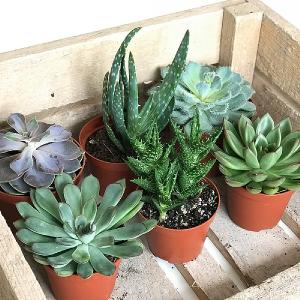Terrarium Starter Collection