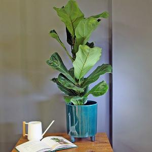 Ficus Lyrata