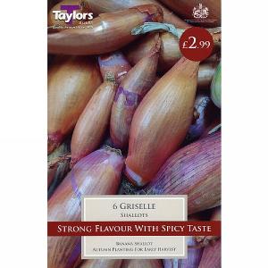 Shallot Griselle (Pack of 6)