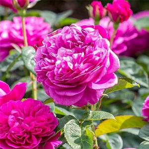 James L Austin English Shrub Rose 6l David Austin Shrub Roses Webbs Garden Centre