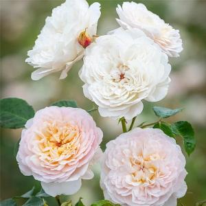 Emily Bronte English Shrub Rose 6L