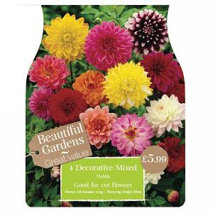 Beautiful Gardens Mixed Decorative Dahlia - 4 Bulbs