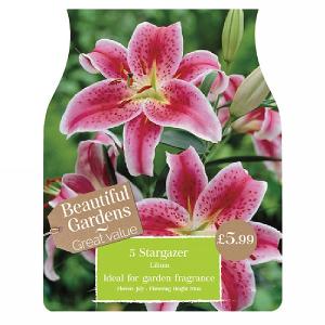 Beautiful Gardens Lily Stargazer - 5 Bulbs