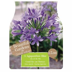 Beautiful Gardens Agapanthus Blue - 3 Bulbs