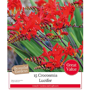 Beautiful Gardens Crocosmia Lucifer - 15 Bulbs