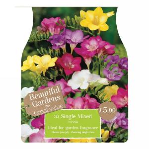 Beautiful Gardens Freesia Single Mixed - 35 Bulbs