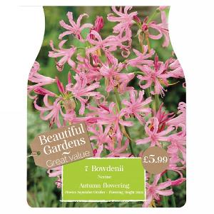 Beautiful Gardens Nerine Bowdenii - 7 Bulbs