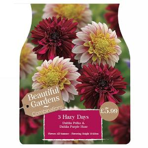 Beautiful Gardens Dahlia Hazy Days - 3 Bulbs