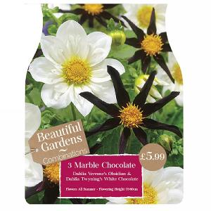 Beautiful Gardens Dahlia Marble Chocolate - 3 Bulbs