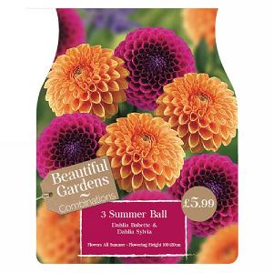 Beautiful Gardens Dahlia Summer Ball - 3 Bulbs