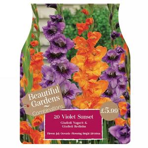 Beautiful Gardens Gladioli Violet Sunset - 20 Bulbs