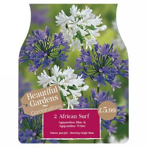 Beautiful Gardens Agapanthus African Surf - 2 Bulbs