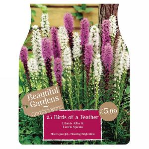 Beautiful Gardens Liatris Birds Of A Feather - 25 Bulbs