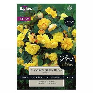 Begonia Odorata Sunny Dream - 3 Bulbs