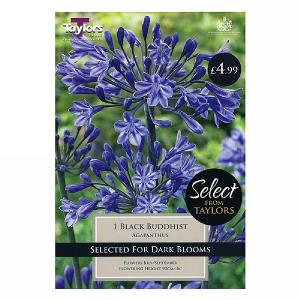 Agapanthus Black Buddhist - 1 Bulb