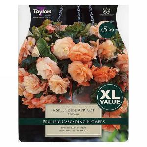 Begonia Splendide Apricot - 4 Bulbs