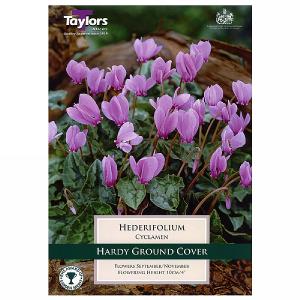 Cyclamen Hederifolium - 1 Bulb
