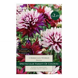 Dahlia Rebecca's World - 1 Bulb
