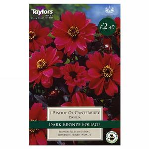 Dahlia Bishop Of Canterbury - 1 Bulb