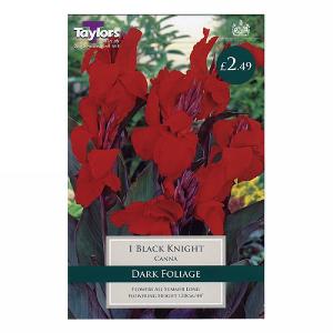 Canna Black Knight - 1 Bulb
