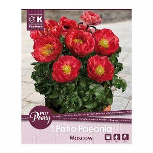 Paeonia Patio Moscow - 1 Bulb