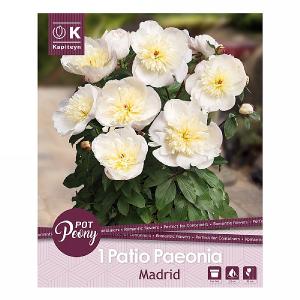 Paeonia Patio Madrid - 1 Bulb
