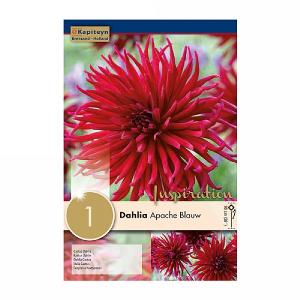 Dahlia Apache Blauw - 1 Bulb