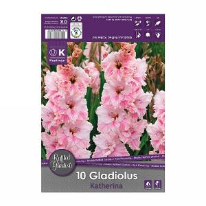 Gladiolus Ruffled Katherina - 10 Bulbs