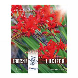 Crocosmia Lucifer Fiery Red Blooms - 15 Bulbs
