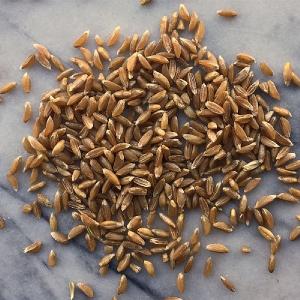 Hodmedods Wholegrain Emmer (Farro) 500g