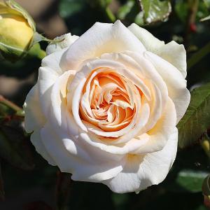 Timeless Cream Hybrid Tea Rose 4L