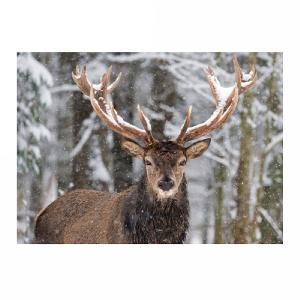 Large Stag in Snow LED Canvas