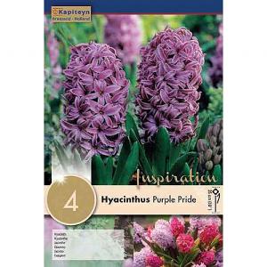 Hyacinth Splendid Cornelia - 4 Bulb Pack