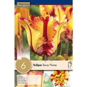 Tulip Texas Flame (6 Bulbs)
