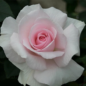 'A Whiter Shade of Pale' Bush Rose 3L